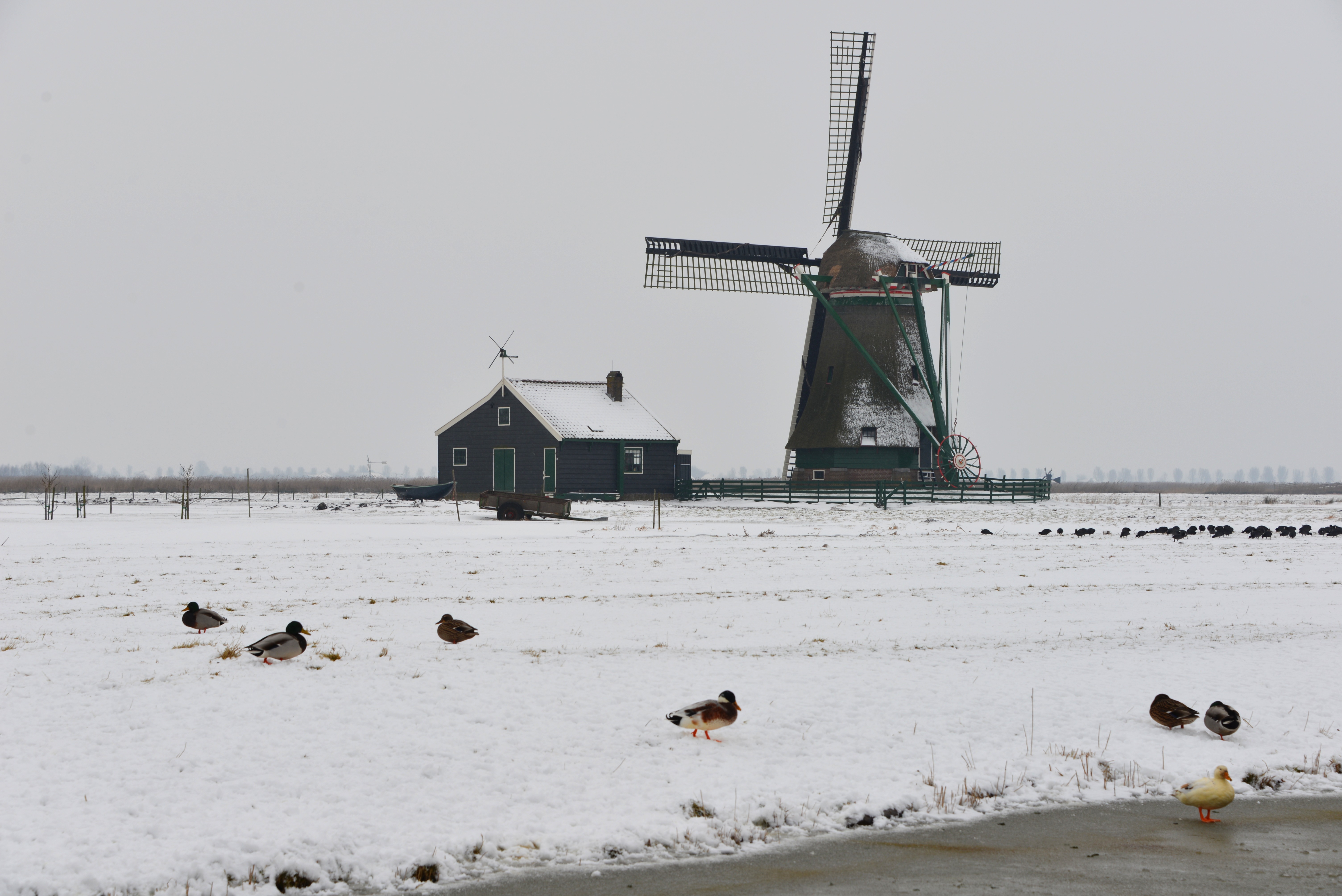 De Koker